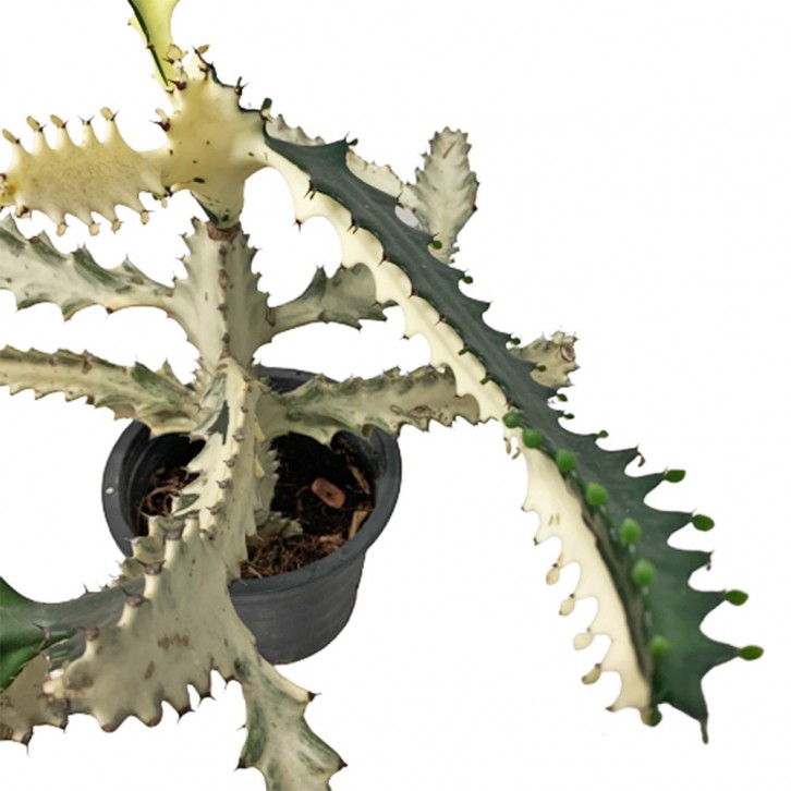 Euphorbia Lactea 'White Ghost'