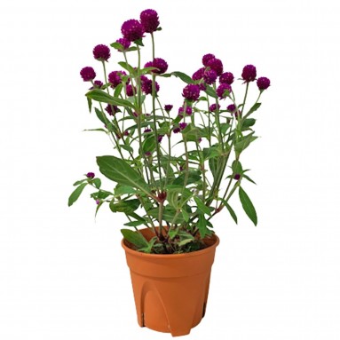 Gomphrena Globosa (Globe Amaranth)