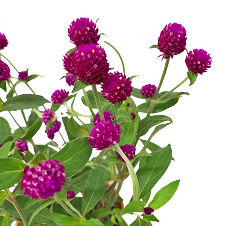 Gomphrena Globosa (Globe Amaranth)