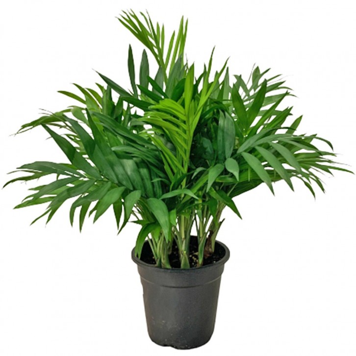 Parlor Palm (Chamaedorea)