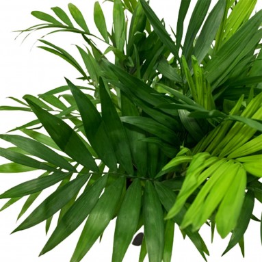 Parlor Palm (Chamaedorea)