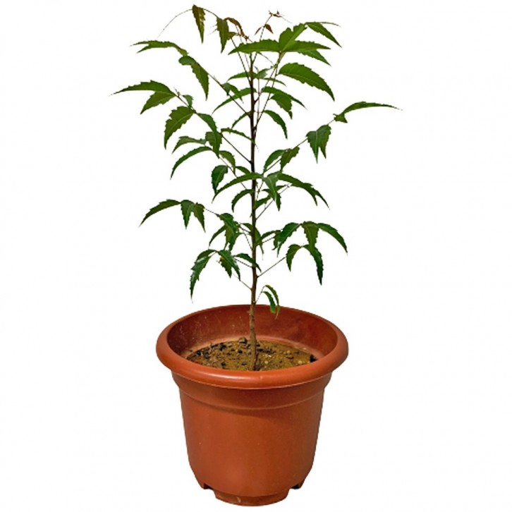 Neem Plant (Azadirachta indica)