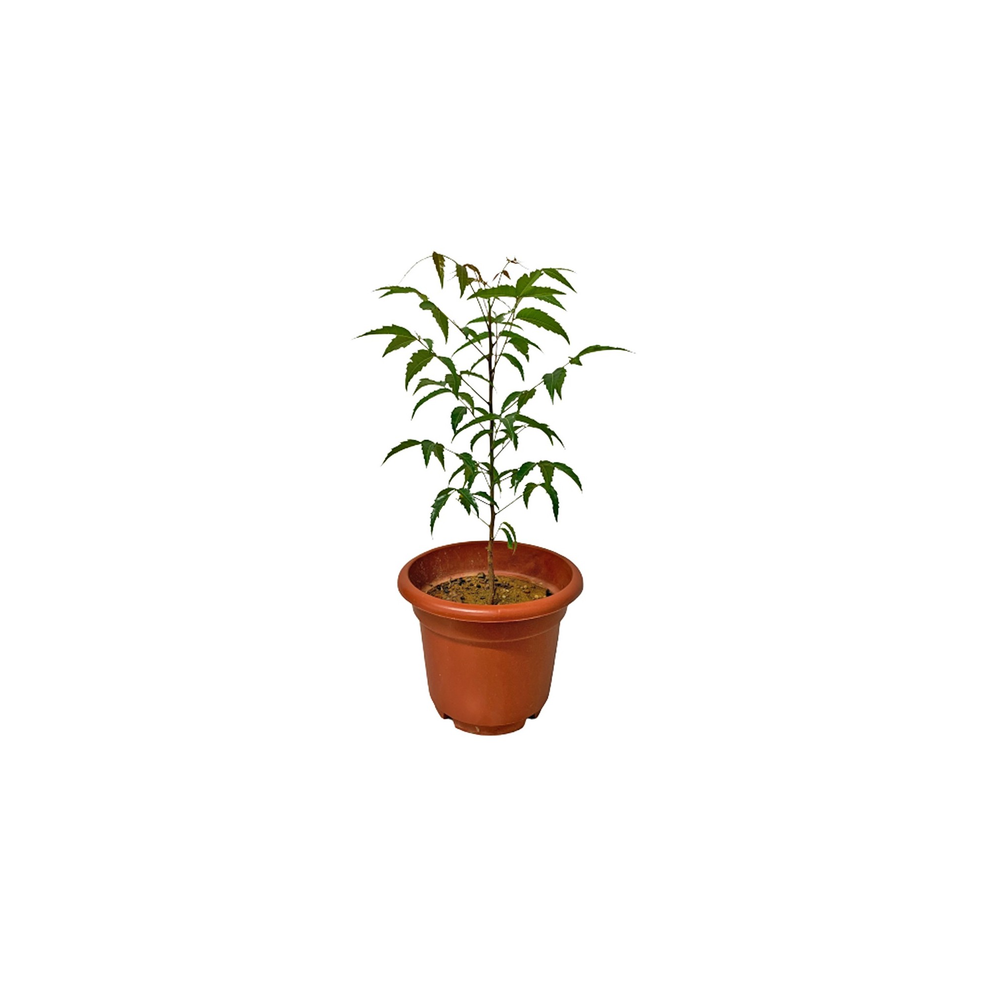 neem plant (azadirachta indica)