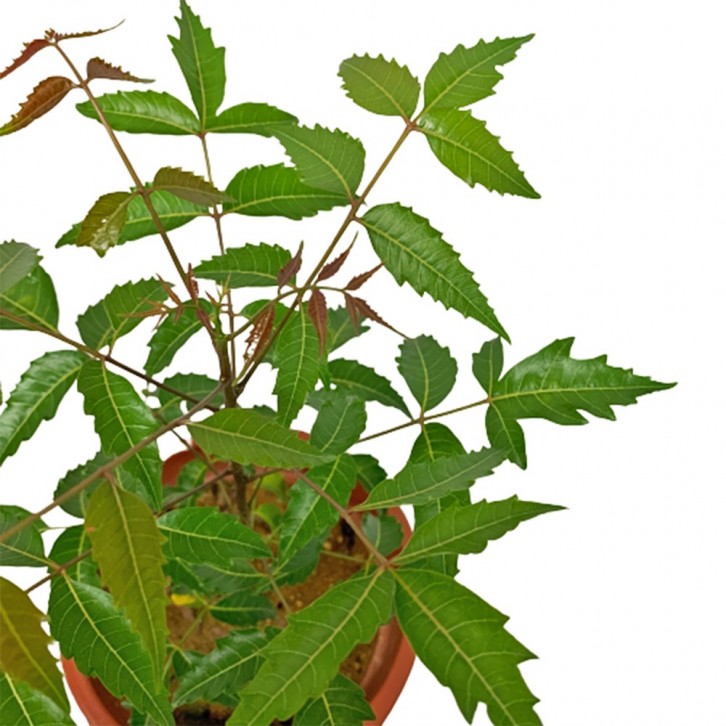 Neem Plant (Azadirachta indica)