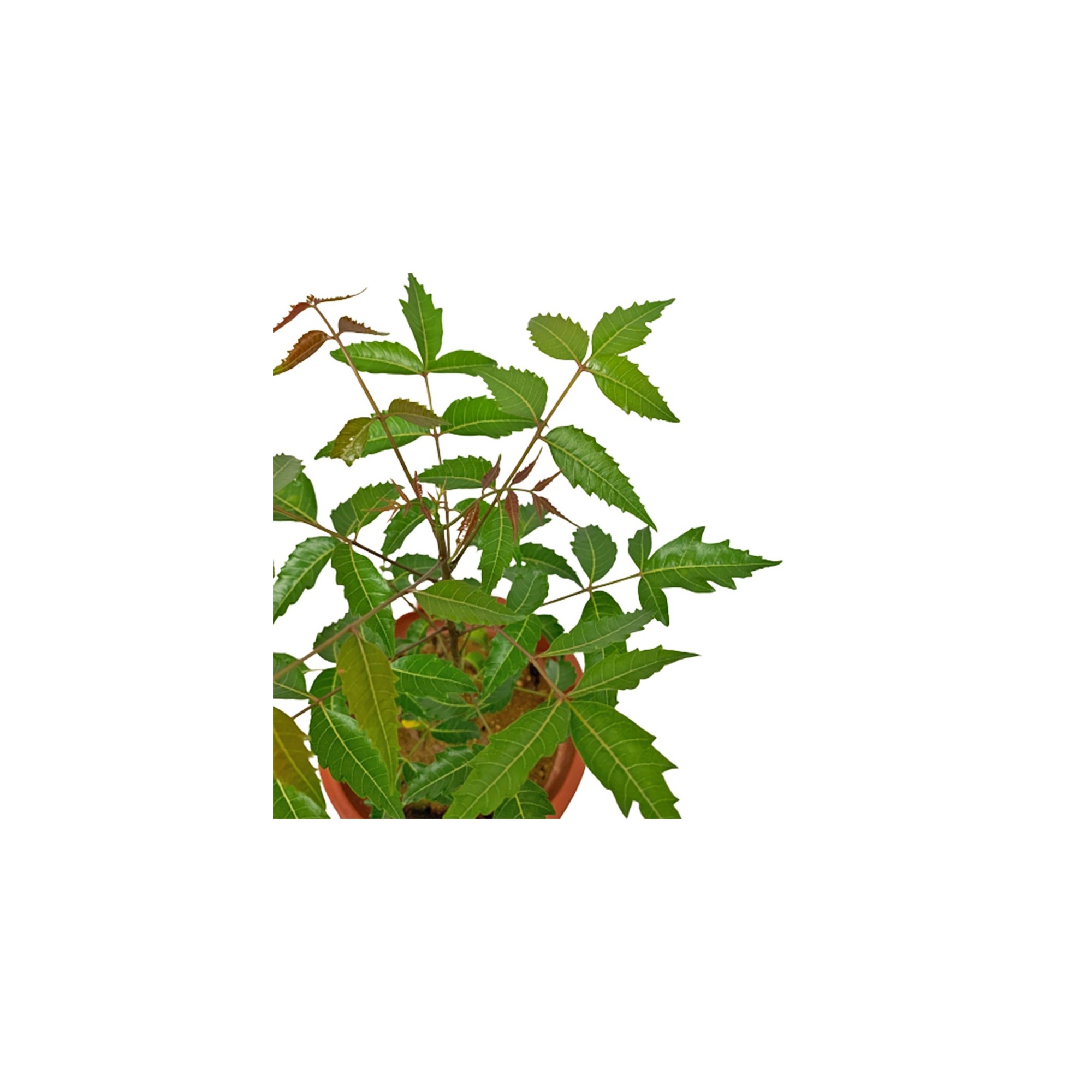 neem plant (azadirachta indica)