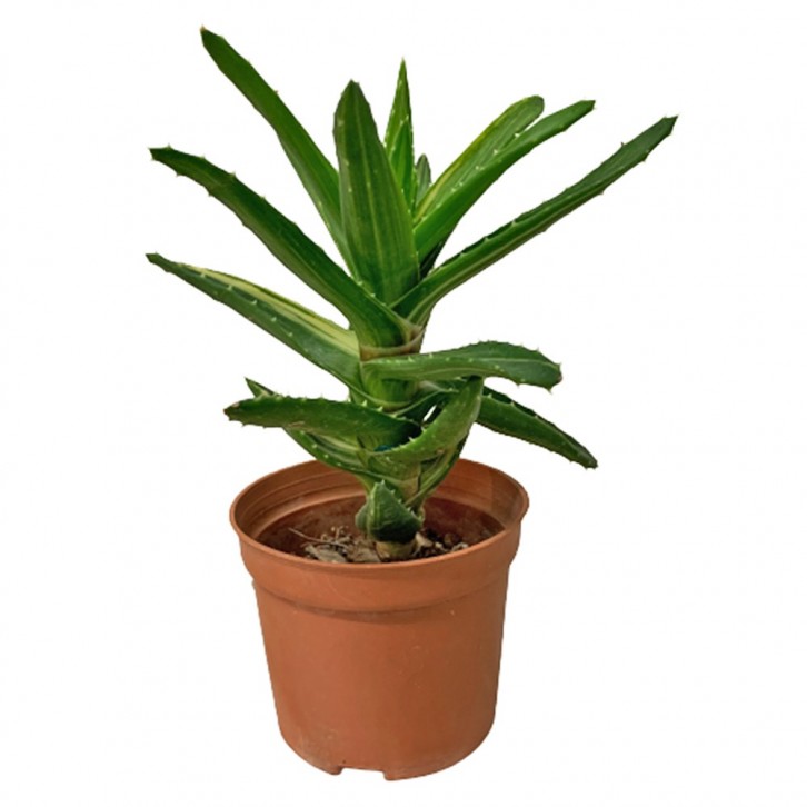 Aloe Arborescens Variegated (Candelabra Aloe)