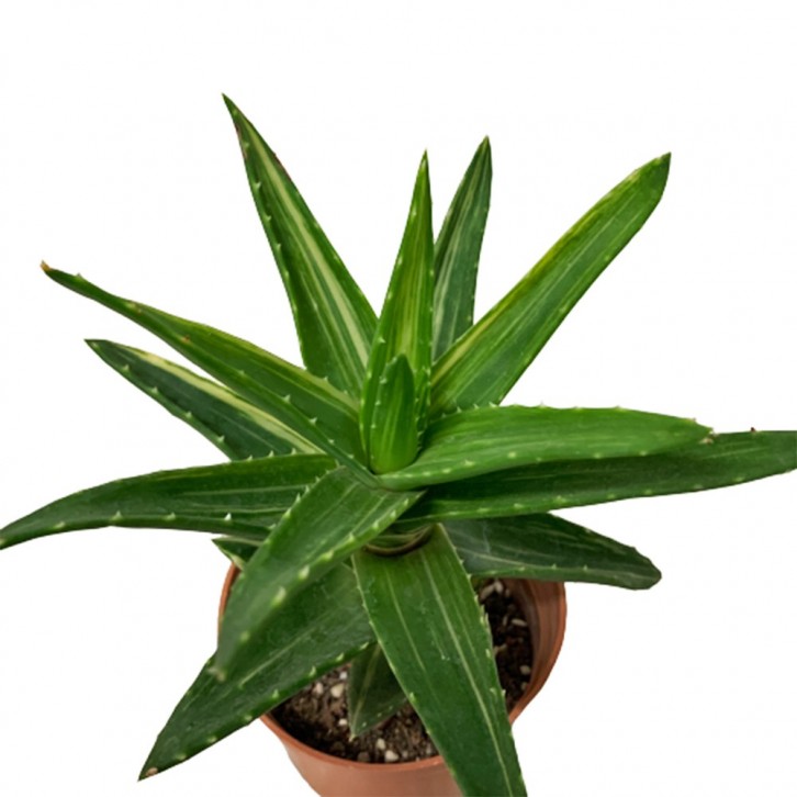 Aloe Arborescens Variegated (Candelabra Aloe)