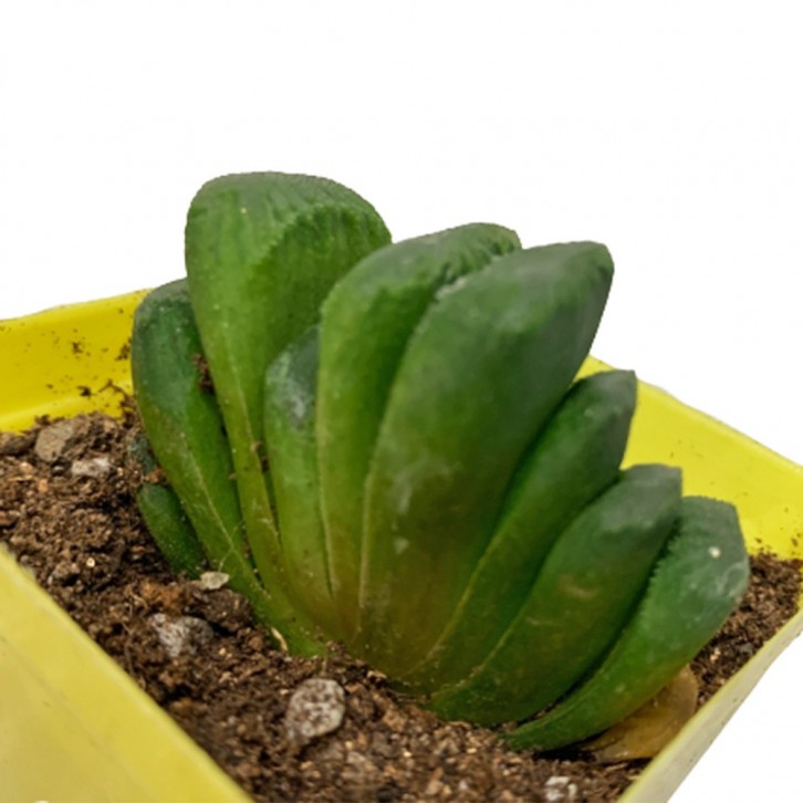 Haworthia Truncata