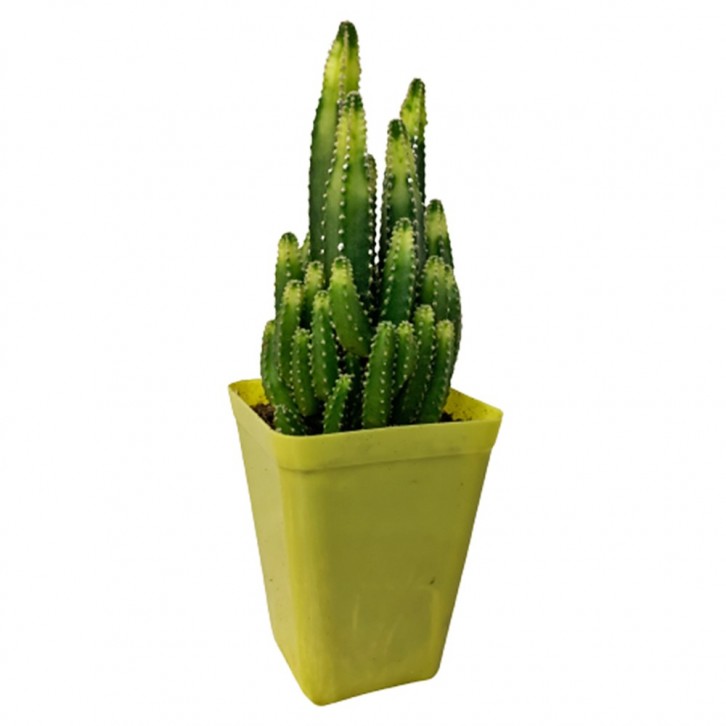 Cereus Hildmannianus Variegated