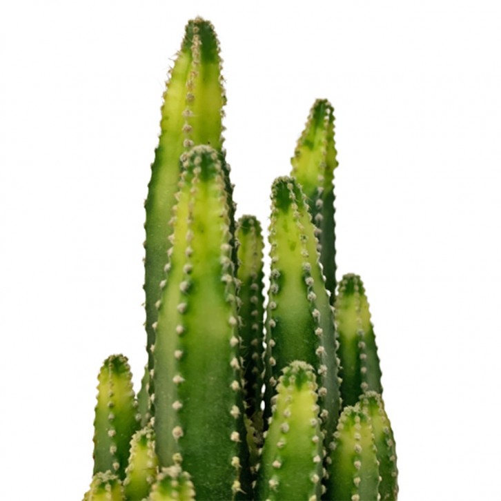 Cereus Hildmannianus Variegated