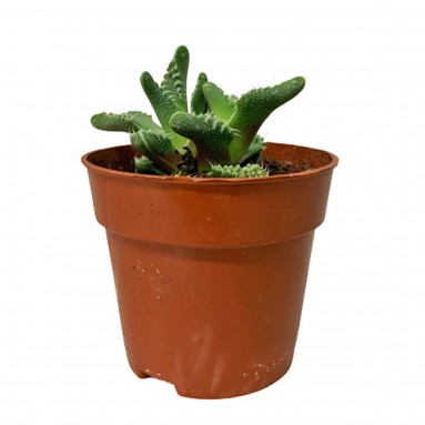 Fancaria Tigrina (Tiger Jaws)