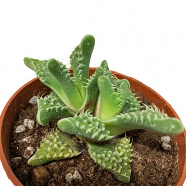 Fancaria Tigrina (Tiger Jaws)