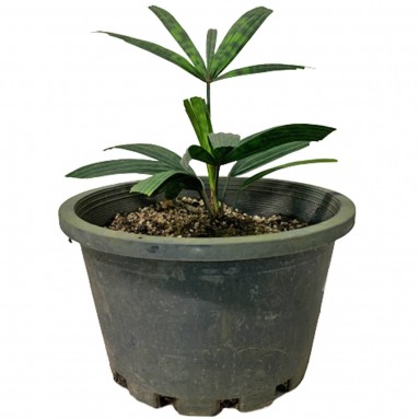 Licuala Mattanensis Becc 'Mapu' (Paradise Palm)
