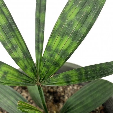 Licuala Mattanensis Becc 'Mapu' (Paradise Palm)