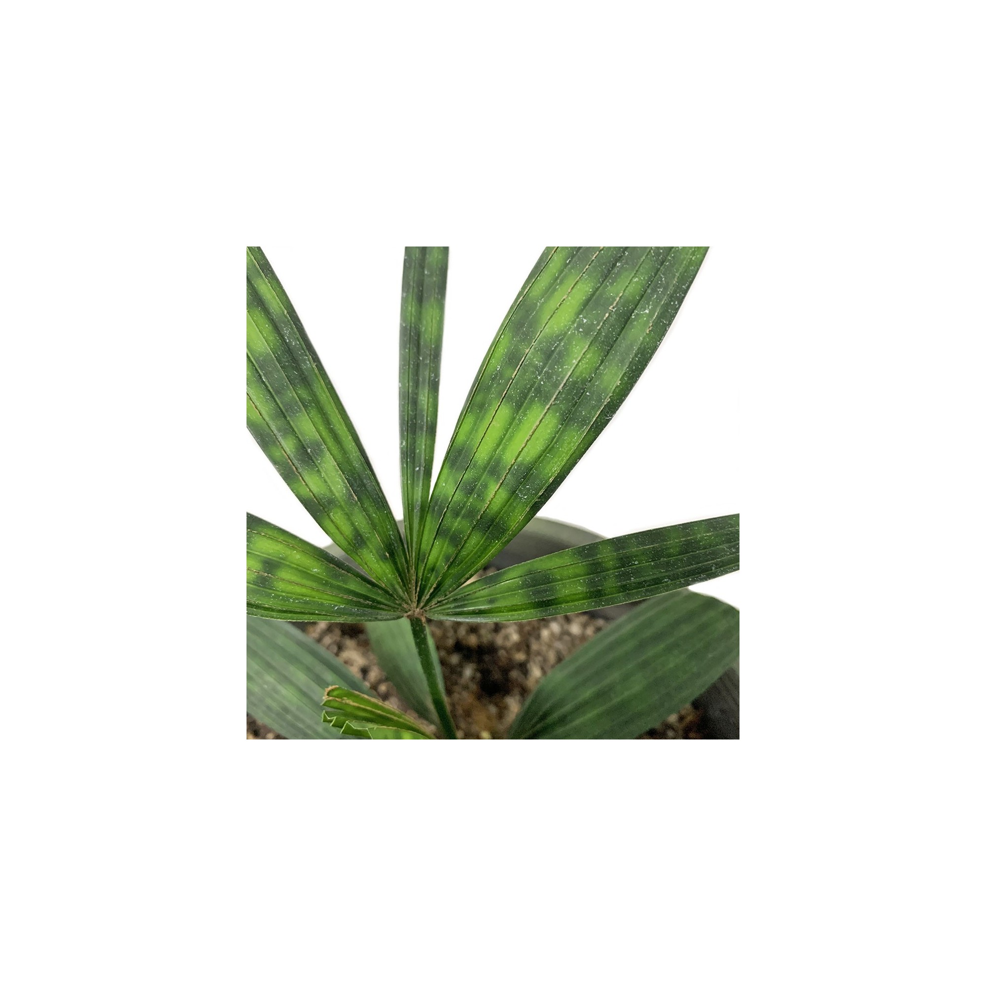 Licuala mattanensis 'Mapu' – Paradise Palm – Buy seeds at