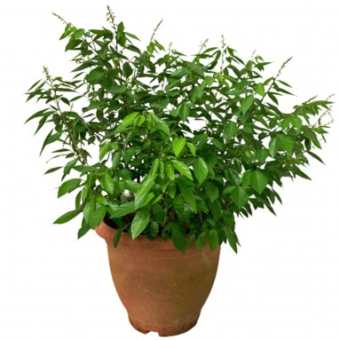 Desmodium Caudatum (Buak Chao 抹草 Pokok Buak Pantang)