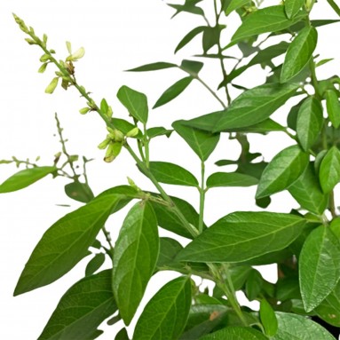 Desmodium Caudatum (Buak Chao 抹草 Pokok Buak Pantang)