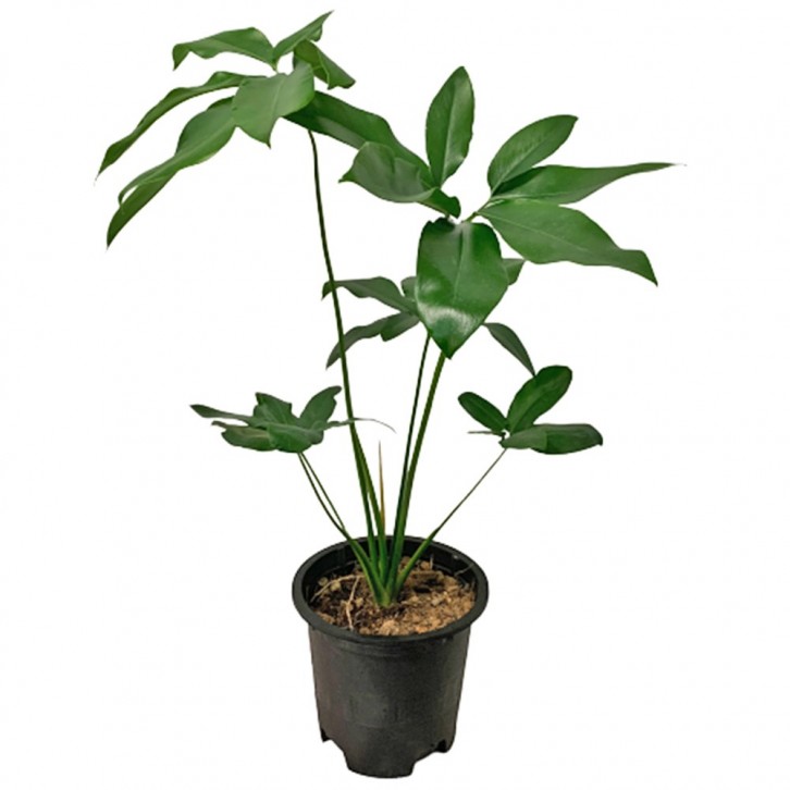 Philodendron Goeldii Fun Bun