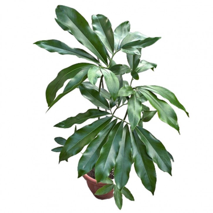 Philodendron Goeldii Fun Bun