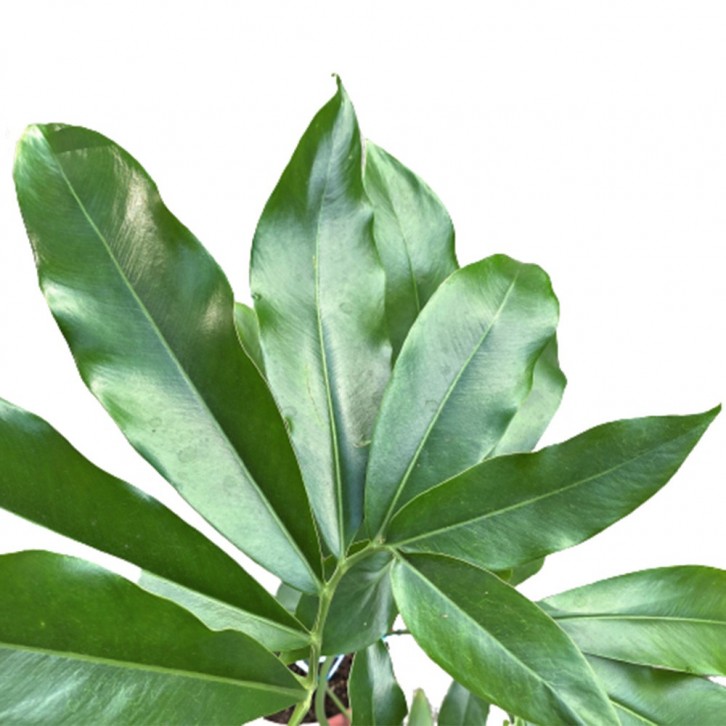 Philodendron Goeldii Fun Bun