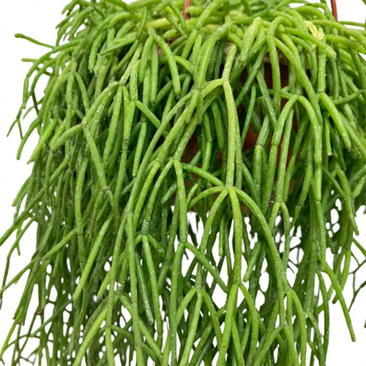 Mistletoe Cactus (Rhipsalis Baccifera)
