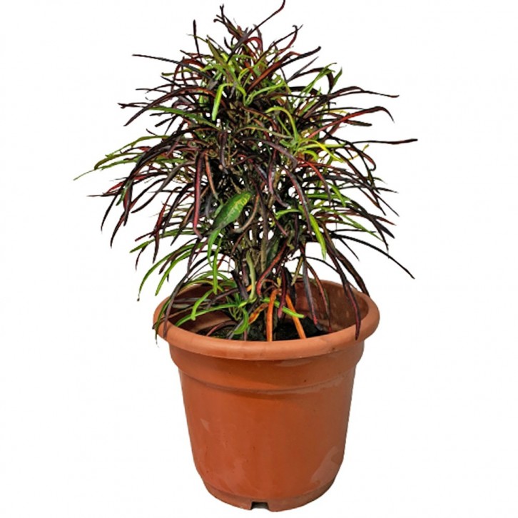 Croton Zanzibar (Codiaeum Variegatum)