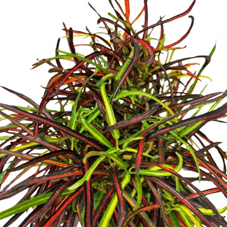 Croton Zanzibar (Codiaeum Variegatum)