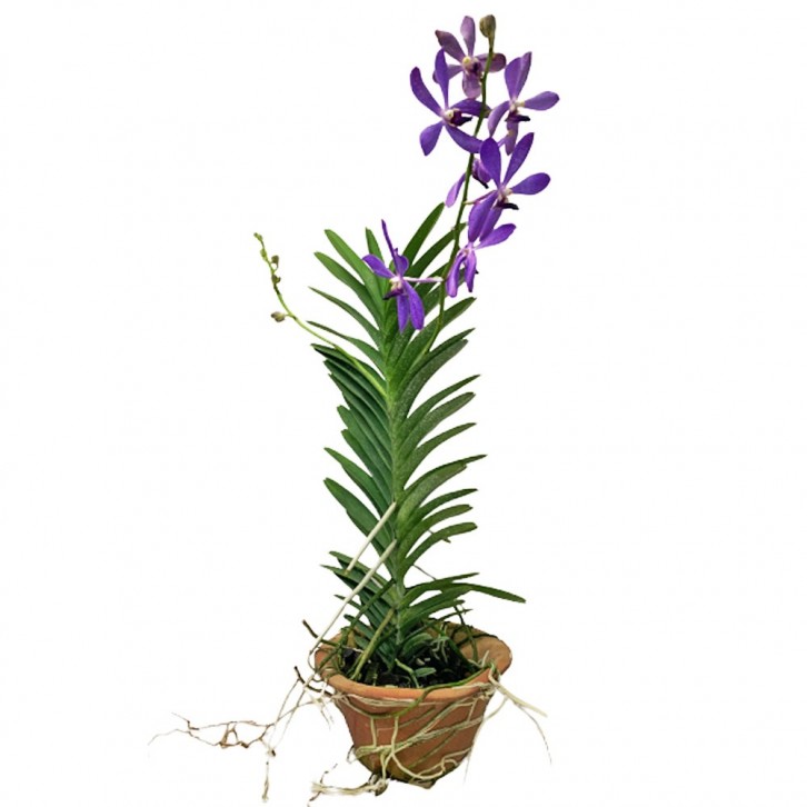 Potted Assorted Mokara Orchid Plant