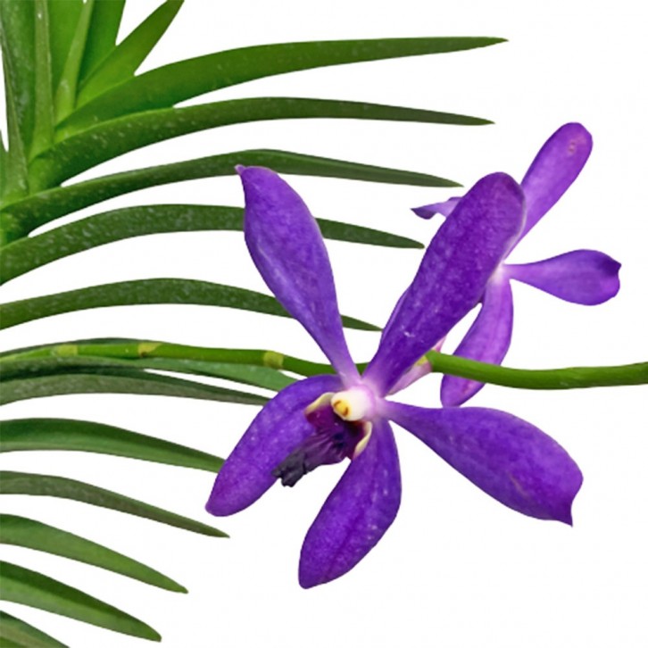 Potted Assorted Mokara Orchid Plant