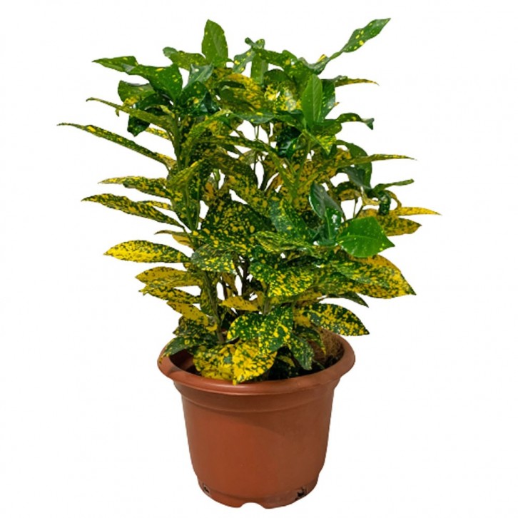 Croton Dust Gold (Codiaeum Variegatum)
