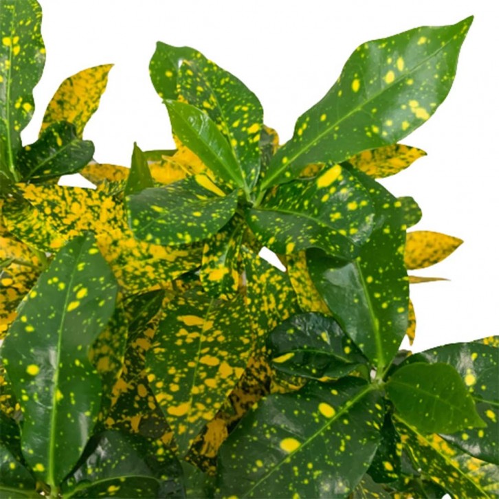 Croton Dust Gold (Codiaeum Variegatum)