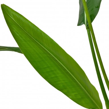 Ravenala Madagascariensis (Traveller's Palm)