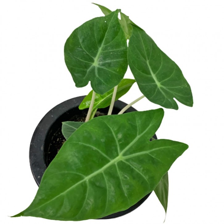 Alocasia Pink Dragon