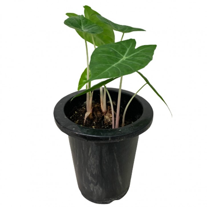 Alocasia Pink Dragon