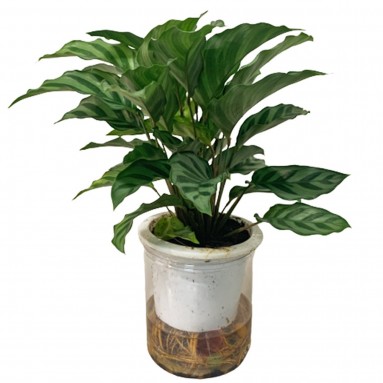 Calathea Freddie