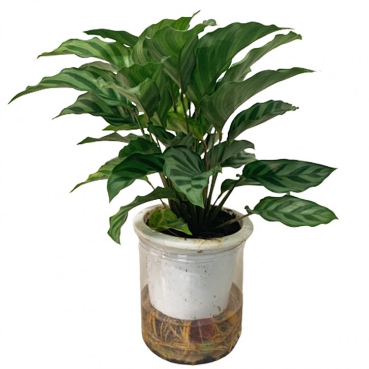 Calathea Freddie
