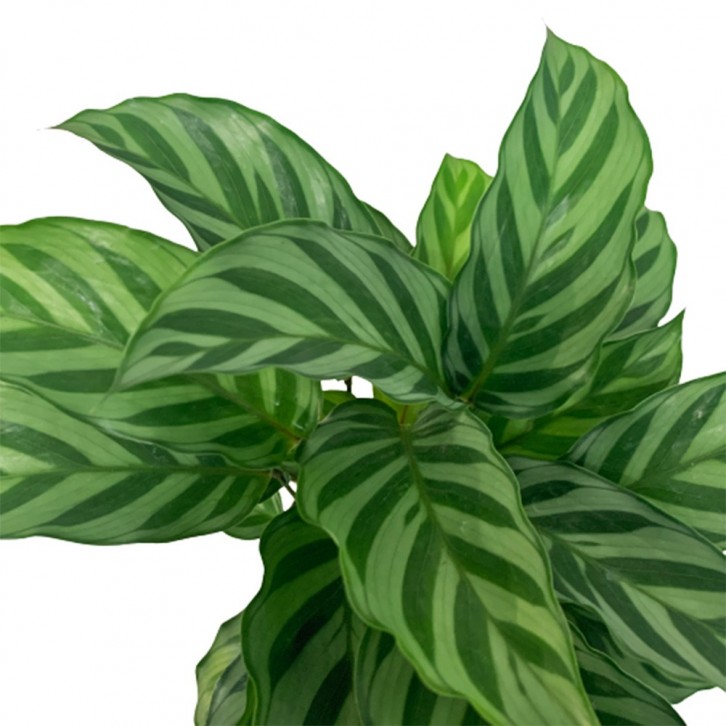 Calathea Freddie