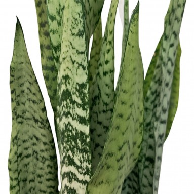 Sansevieria Zeylanica (Snake Plant)