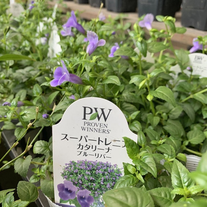 Torenia Blue (JAPAN)