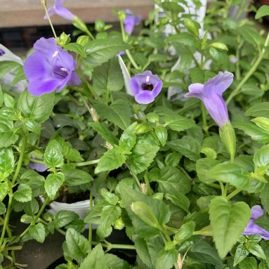 Torenia Blue (JAPAN)