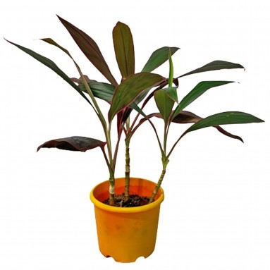 Cordyline (Ti Plant)