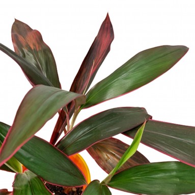 Cordyline (Ti Plant)