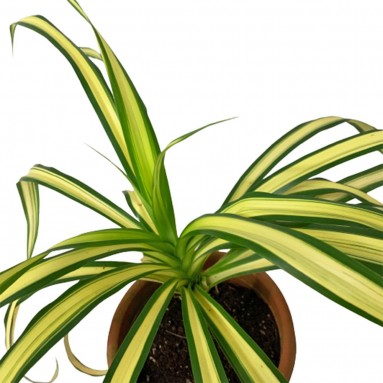 Pandanus Baptistii