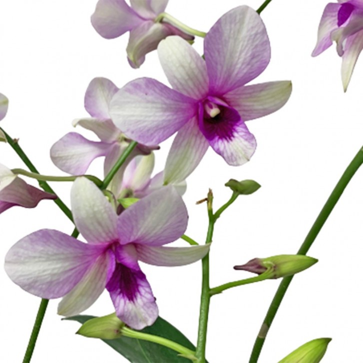 Potted Assorted Orchid Plant (Dendrobium)