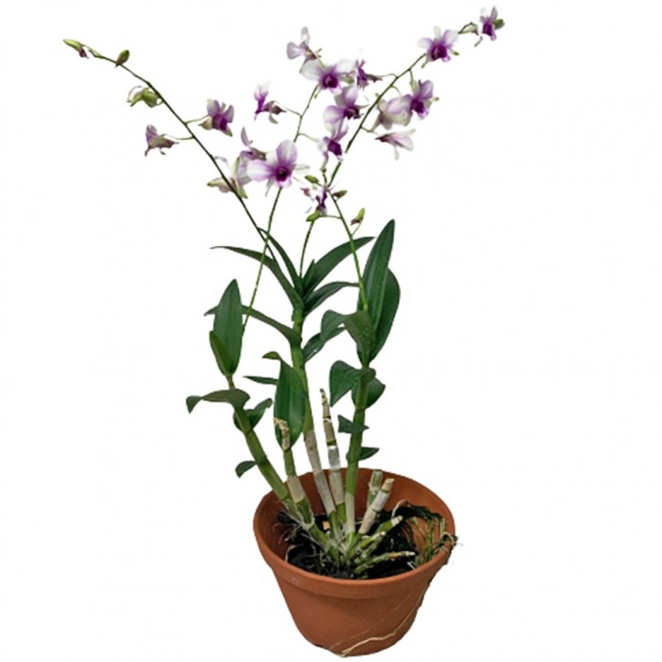 Potted Assorted Orchid Plant (Dendrobium)