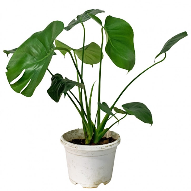 Monstera Deliciosa (Swiss Cheese Plant)
