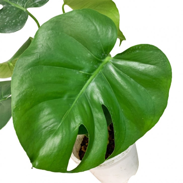Monstera Deliciosa (Swiss Cheese Plant)