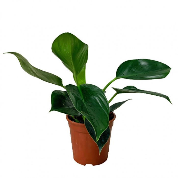 Philodendron Green Princess