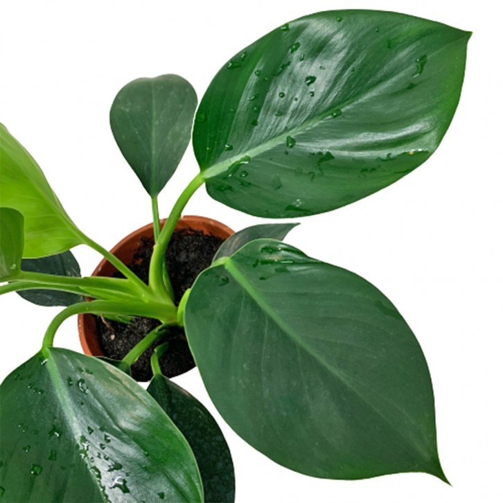 Philodendron Green Princess