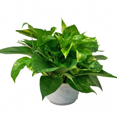 Epipremnum Golden Queen (Money Plant)